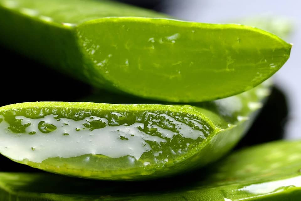 aloe-vera-01.jpg#asset:38889